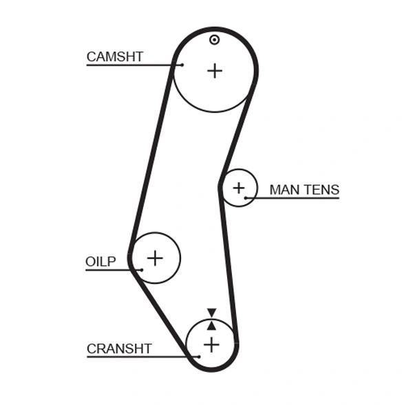 Timing Belt