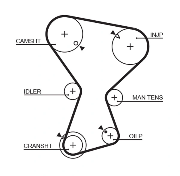 Timing Belt
