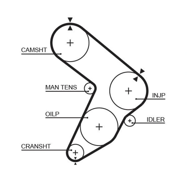 Timing Belt
