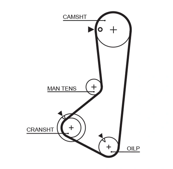 Timing Belt