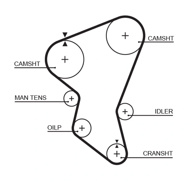 Timing Belt