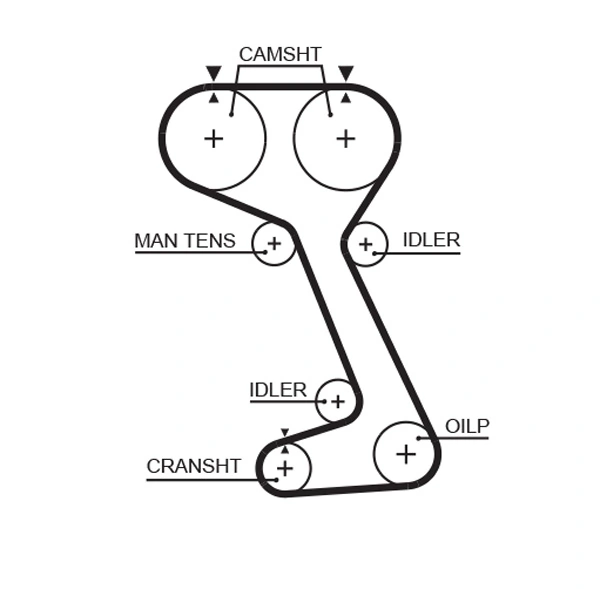 Timing Belt