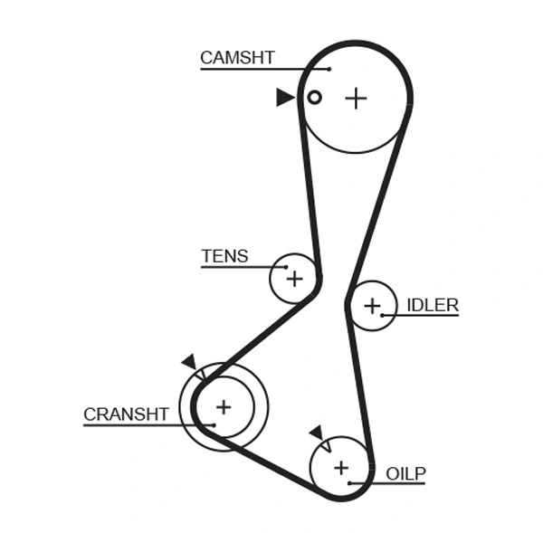 Timing Belt