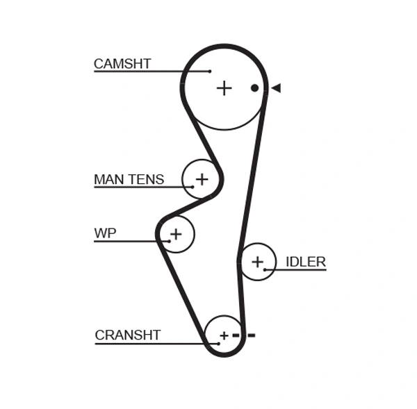 Timing Belt