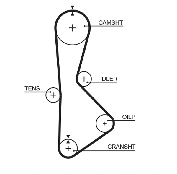 Timing Belt