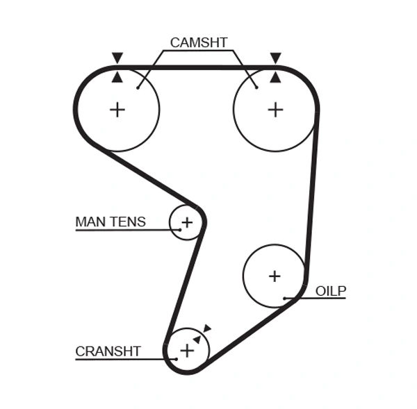 Timing Belt